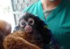 Ven a conocer a Tommy, el nuevo bebé de Mono Araña