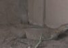 Ven al herpetario del ZooIra y conoce al Varano del Nilo