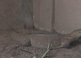 Ven al herpetario del ZooIra y conoce al Varano del Nilo