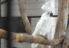 ¡Ven al ZooIra y conoce a Maya, la Cacatúa Blanca!
