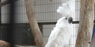 ¡Ven al ZooIra y conoce a Maya, la Cacatúa Blanca!